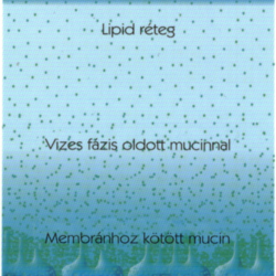 Az Optometristák szerepe száraz szem szindróma esetén